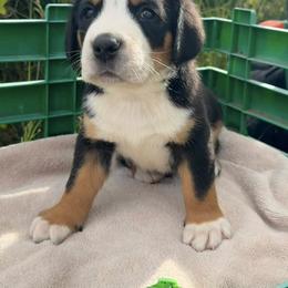 Light Green - Black, white and red male Greater Swiss Mountain Dog puppy in Oregon City, Oregon from Runamuck's Greater Swiss Mountain Dogs