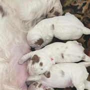 Clumber Spaniel Puppies from Briton Clumber Spaniels