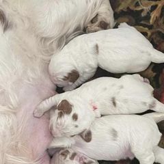 Clumber Spaniel Puppies from Briton Clumber Spaniels
