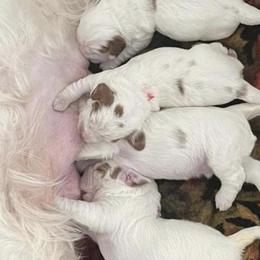 Clumber Spaniel Puppies from Briton Clumber Spaniels