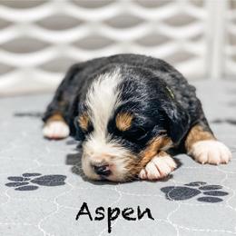 Aspen - Black rust and white female Bernese Mountain Dog puppy in Hudson, Indiana from TurkeyCreek-K9