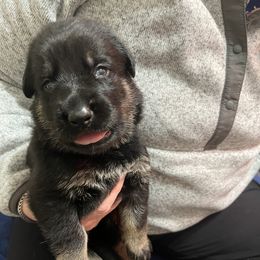 German Shepherd Puppies from Paws Of Germany