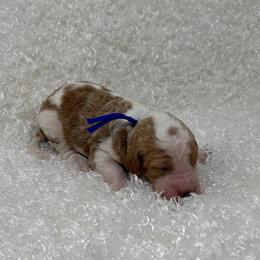 Cedar - Parti male Goldendoodle puppy in Casselberry, Florida from My Little Doodle