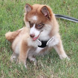 Pomsky Puppies from Highpoint Pomskies