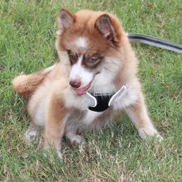 Pomsky Puppies from Highpoint Pomskies