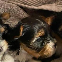 Biewer Terriers, German Shepherds, and Yorkshire Terriers from Mark Carfagno's Pups