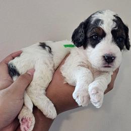 Sour Patch Kid - Grey and white male Bernedoodle puppy in Decatur, Georgia from So Adoodable