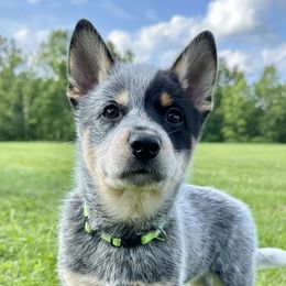 American Corgis, Australian Cattle Dogs, and Pembroke Welsh Corgis from Tompkins Farm