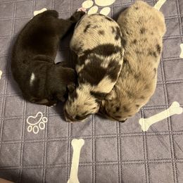 Australian Shepherd Puppies from Central Florida Australian Shepherds