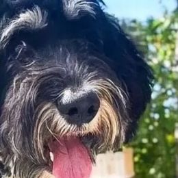 Aussiedoodles and Bernedoodles from Willow Desert Doodles