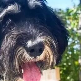 Aussiedoodles and Bernedoodles from Willow Desert Doodles