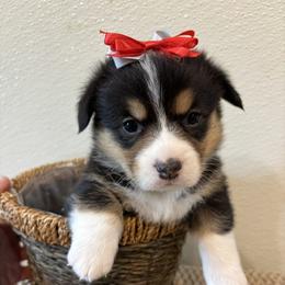 HALEY - Black and tan female Pembroke Welsh Corgi puppy in Hinton, Oklahoma from Green Cloud Ranch