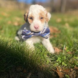 Copper. AKC. Clear - Parti male Poodle puppy in Nixa, Missouri from Family Poodles