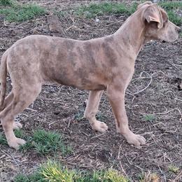 Lilac Brindle Merle Female - Merle female Great Dane puppy in Cunningham, Kansas from Garden Grove Great Danes
