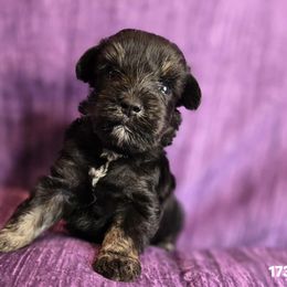 Ellis - Black and silver male Miniature Schnauzer puppy in Lebanon, Missouri from Sassy's Classy Canines