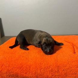 Han (Orange) - Mahogany male Belgian Malinois puppy in Buckeue, Arizona from Légende Vivante Du Chief Kennel