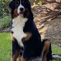 Bernese Mountain Dogs from Dreamland Bernese