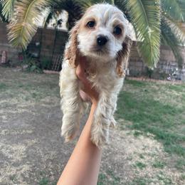 Sweet Girl 2 - Buff and white female Cocker Spaniel puppy in Palmdale, California from SassyCockerG