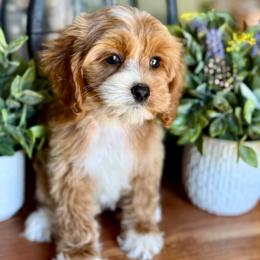 Farrah - Red and white female Cockapoo puppy in Roseville, California from Darby Park Doodles