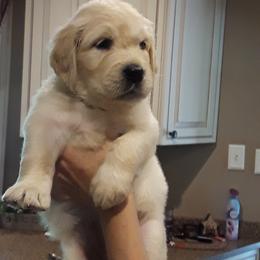 Golden Retriever Puppies from Fiddle In Gold Retrievers