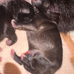 ATHENA - Wolf sable female Pomeranian puppy in Childersburg, Alabama from A Sample Of Gods Love Kennels