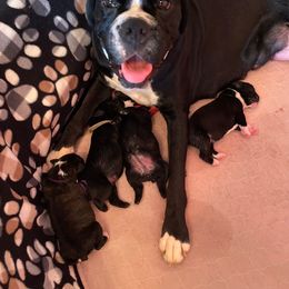 Jade - Boxer