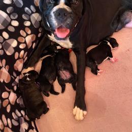 Jade - Boxer