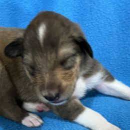 Mahogany Male 2 - Sable Collie puppy in Bad Axe, Michigan from Collie Campo