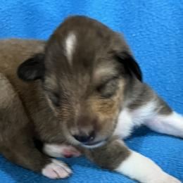 Mahogany Male 2 - Sable Collie puppy in Bad Axe, Michigan from Collie Campo