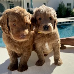 Goldendoodle Puppies from Rezapour Doodle Estate
