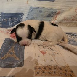 Stef - Black and white female Havanese puppy in Deer Park, Washington from Mt. Top Havanese