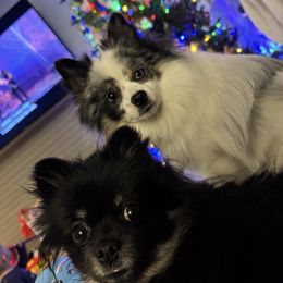 Pomeranian puppies from That Pom Haus