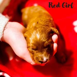 Jumiper - Apricot female Goldendoodle puppy in Vancouver, Washington from Mini Goldendoodles