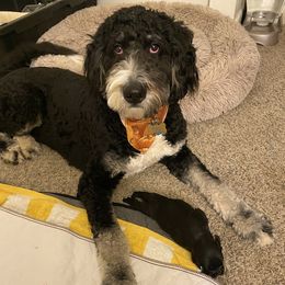 Schnoodle Puppies from Noodle Tings Puppies