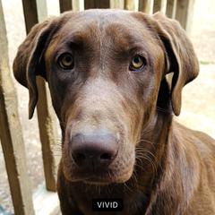 Wilson - Labrador Retriever