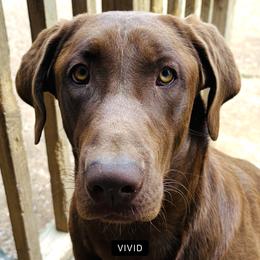 Wilson - Labrador Retriever