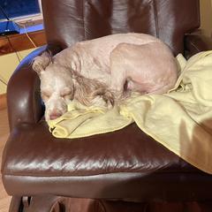 Australian Cobberdog Puppies from Faberge Australian Cobberdogs