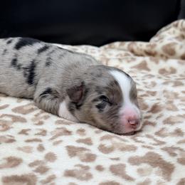 Girl 1 - Blue merle female Miniature Australian Shepherd puppy in Arcadia, Indiana from Sunset Cowgirl Mini Aussies