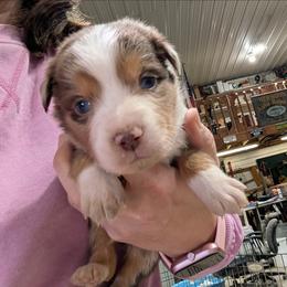 Rusty - Red merle male Australian Shepherd puppy in Almo, Kentucky from Riley's Paw Pals