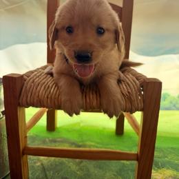 Girl 4 Pink - Dark golden female Golden Retriever puppy in Joshua, Texas from 3 Gun Retrievers