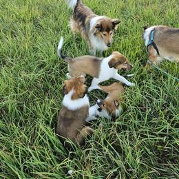 Old Time Scotch Collie Puppies from Ashgrove Farm