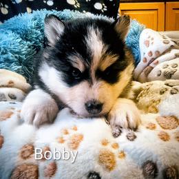 Bobby - Black and white male Pomsky puppy in Blackfoot, Idaho from Snake River Pomskys