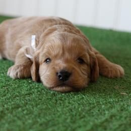 Fern - Apricot male Cavapoo puppy in Springtown, Texas from North Texas Puppies