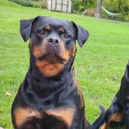 Rottweilers from Cron Rottweilers