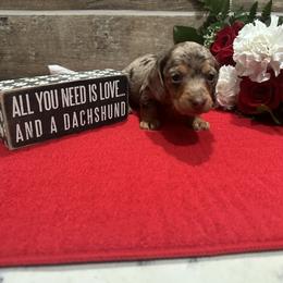 Hazel - Dapple female Dachshund puppy in West Frankfort, Illinois from Kayla’s Wiener Wonderland