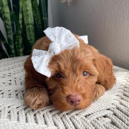 Australian Labradoodle Puppies from Pixie Doodle Paws