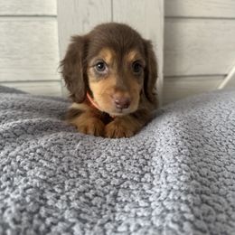 Basset Hound and Dachshund Puppies from The Gorman Hounds