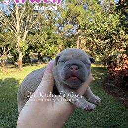 Arwen - Fawn female French Bulldog puppy in Loxahatchee, Florida from Blue Wonder Frenchies