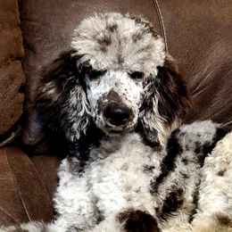 Aussiedoodles, Miniature Schnauzers, Poodles, and Toy Australian Shepherds from Southern Paws Kennels