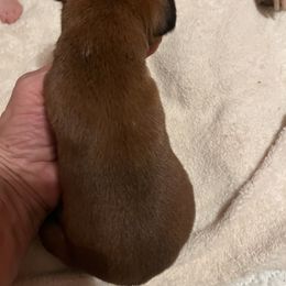 Boxer Puppies from Teressa's Boxers
